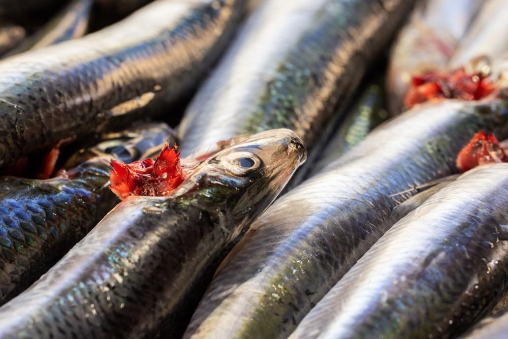 Sardinha Fresca